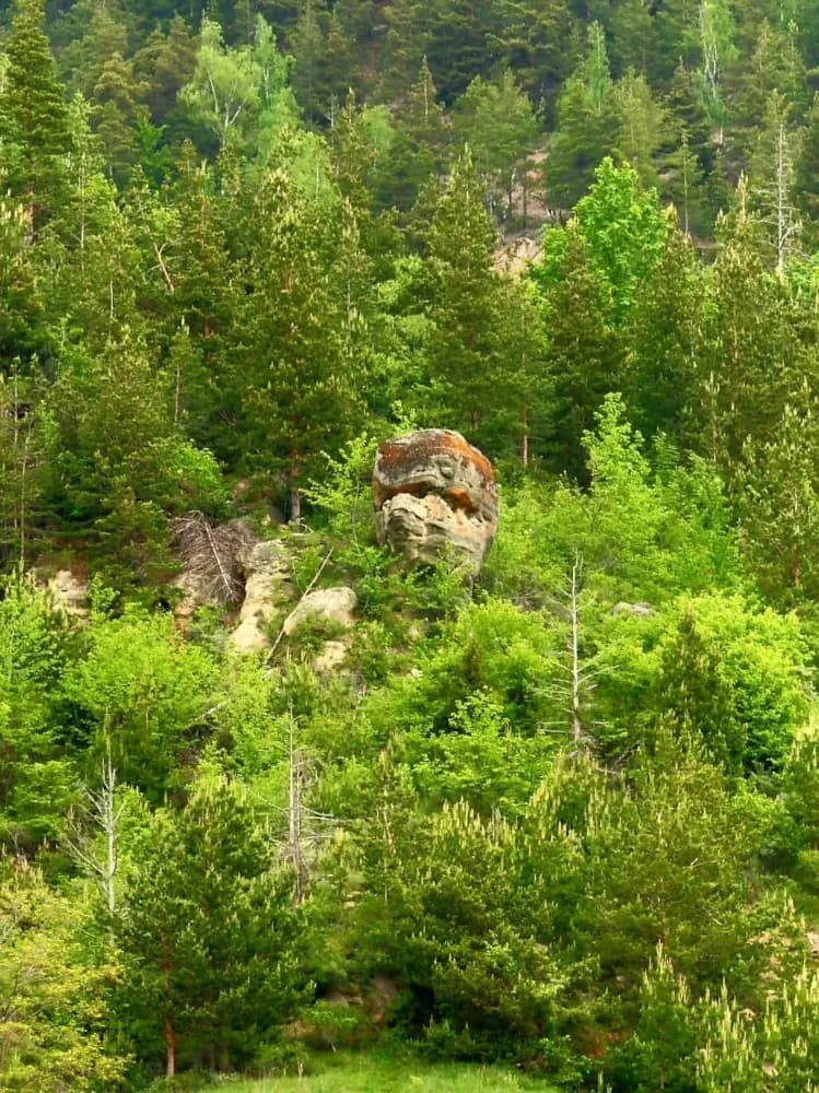 Buștea